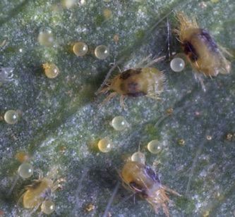 14 Effective & Natural Ways to Take Control of Dust Mites (2023