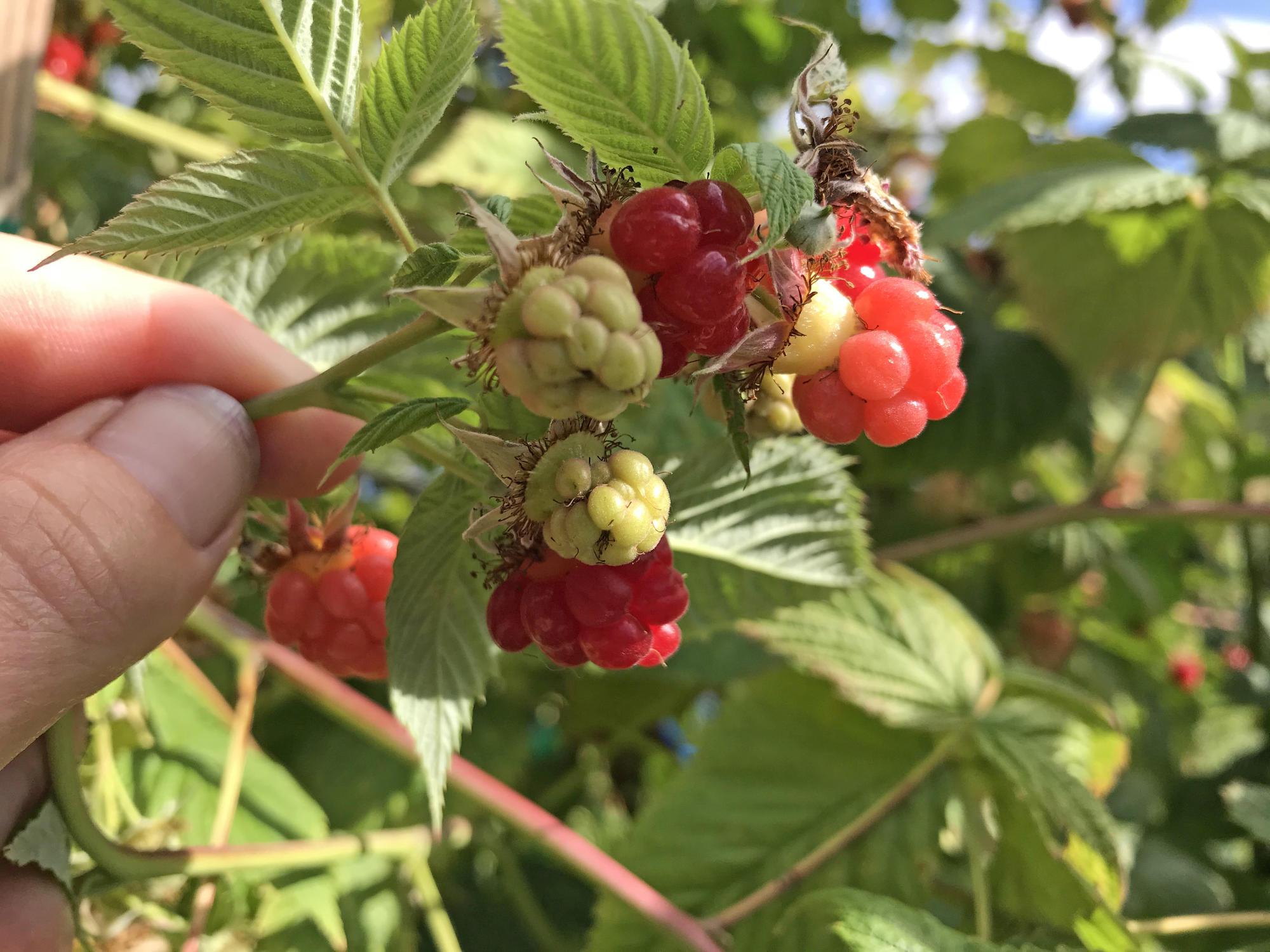 Your Raspberries Growing Extension in Home Service OSU | Garden