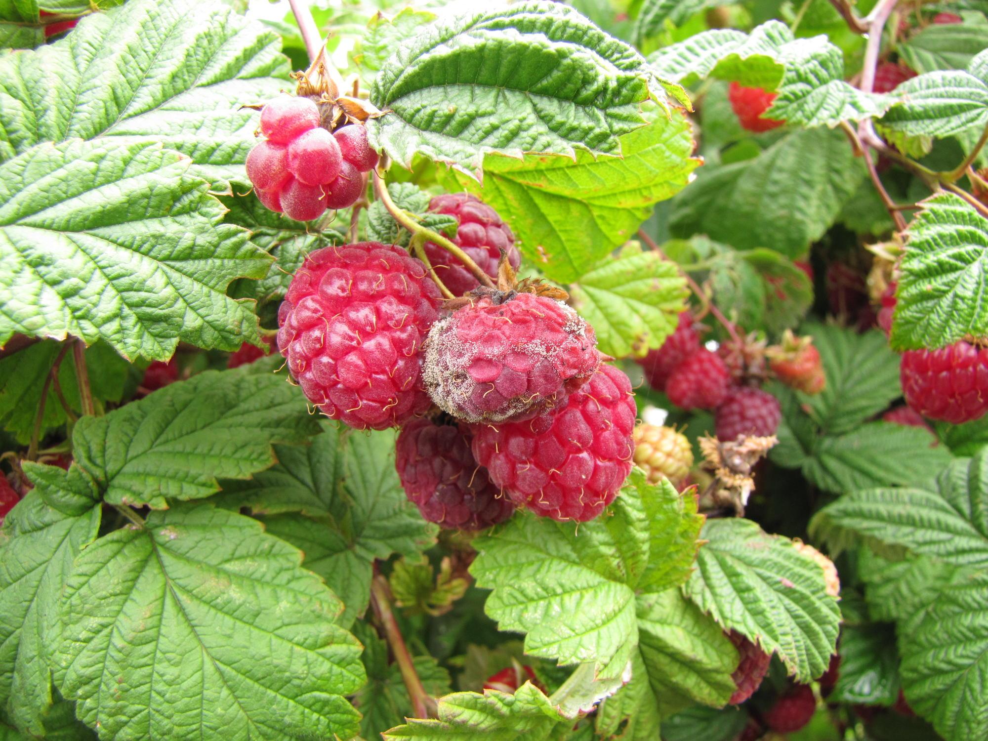 Growing Raspberries | Service Garden in Home Your OSU Extension