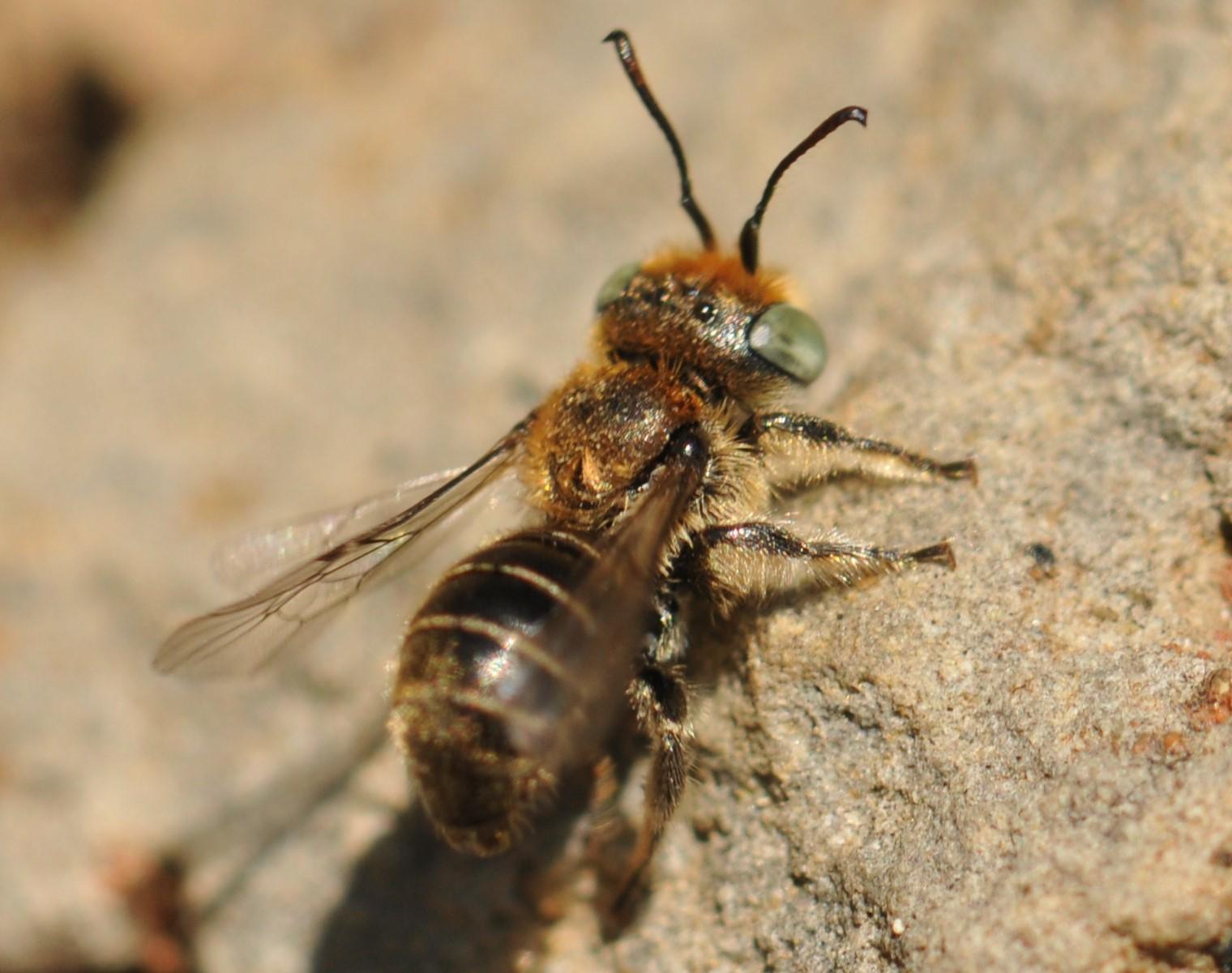A closeup view of the small stonecrop mason bee.