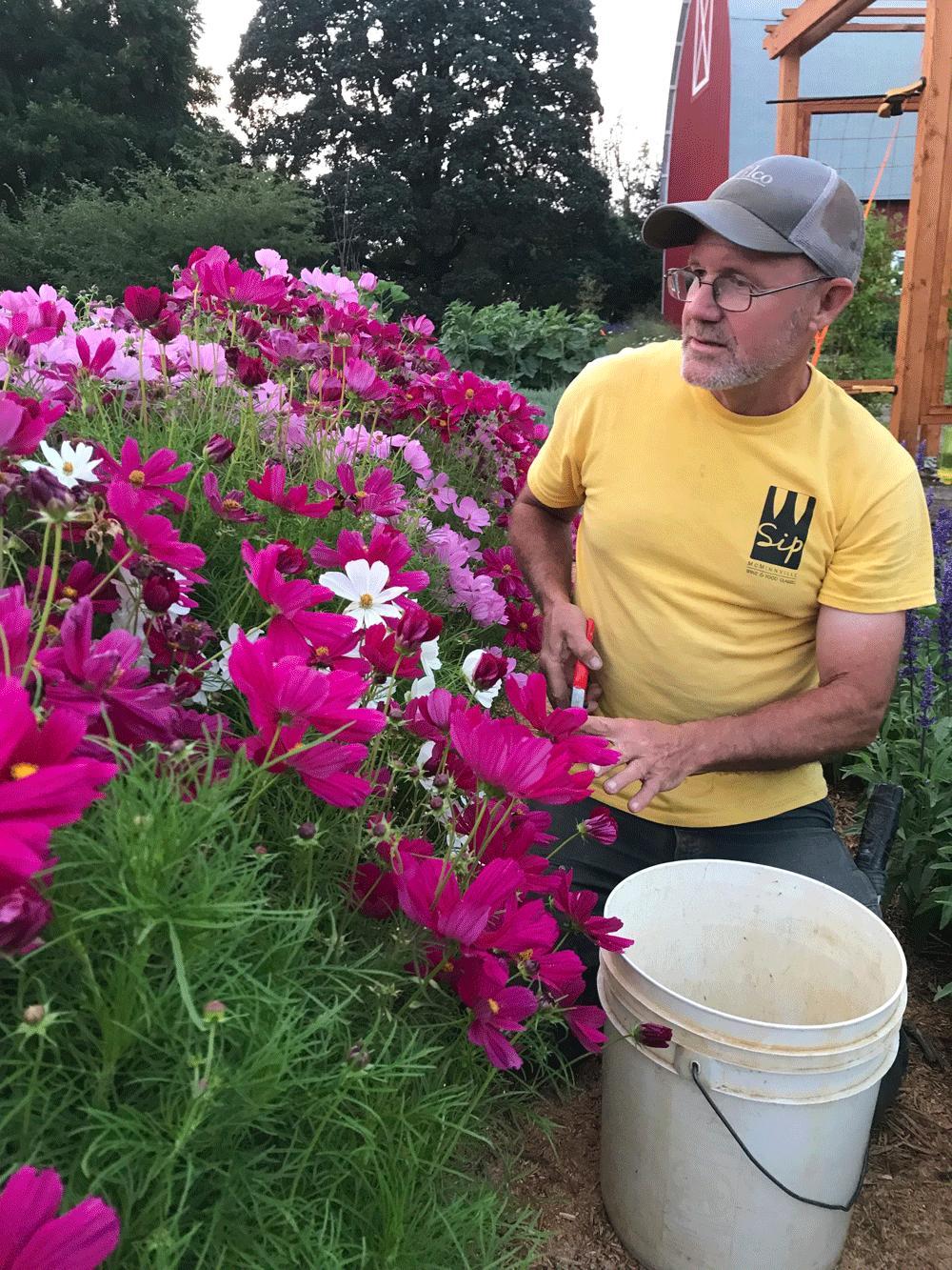 Michael O’Loughlin uses garden shears to remove faded or dead flowers from pollinator plants growing on the family farm.