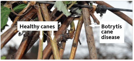 healthy canes at left, Botrytis can disease on spotted cane at right