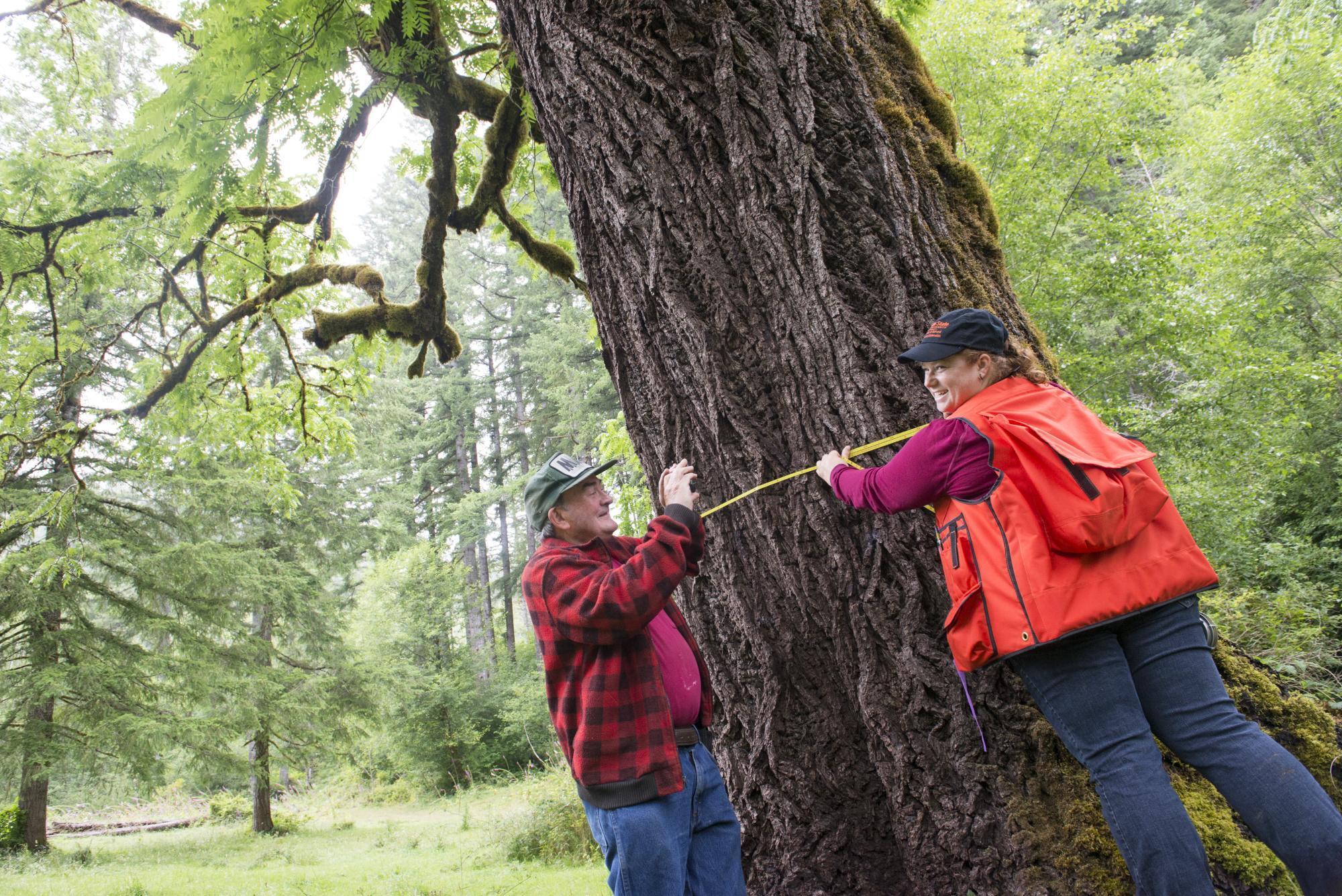 Lauren Grand, OSU Lane County Extension Forestry faculty member, and Master Woodland Manager Dick Beers measuring the diameter of a walnut tree on  the Beers Tree Farm.