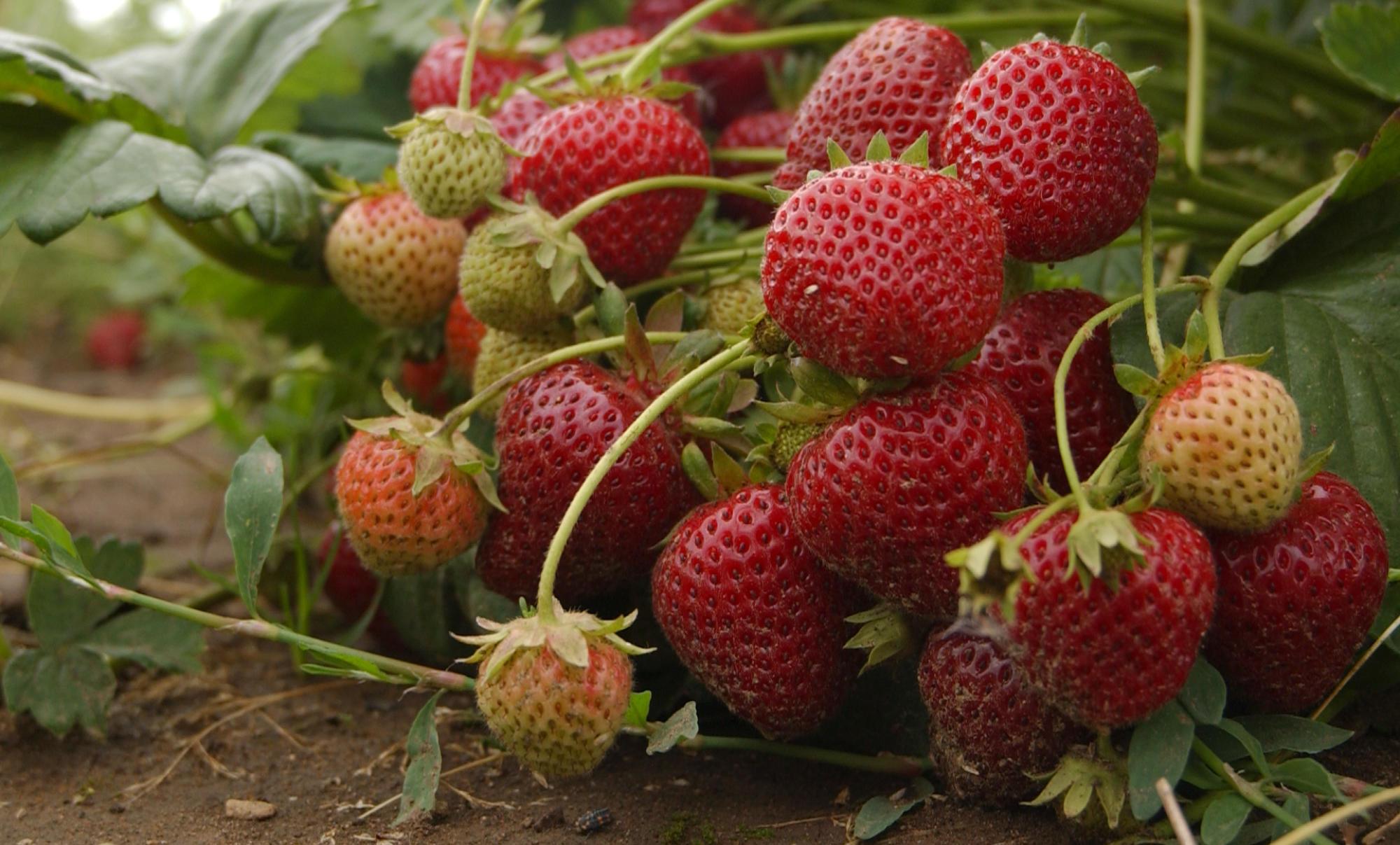 Yard and Garden: Properly Mulch Strawberries for Winter