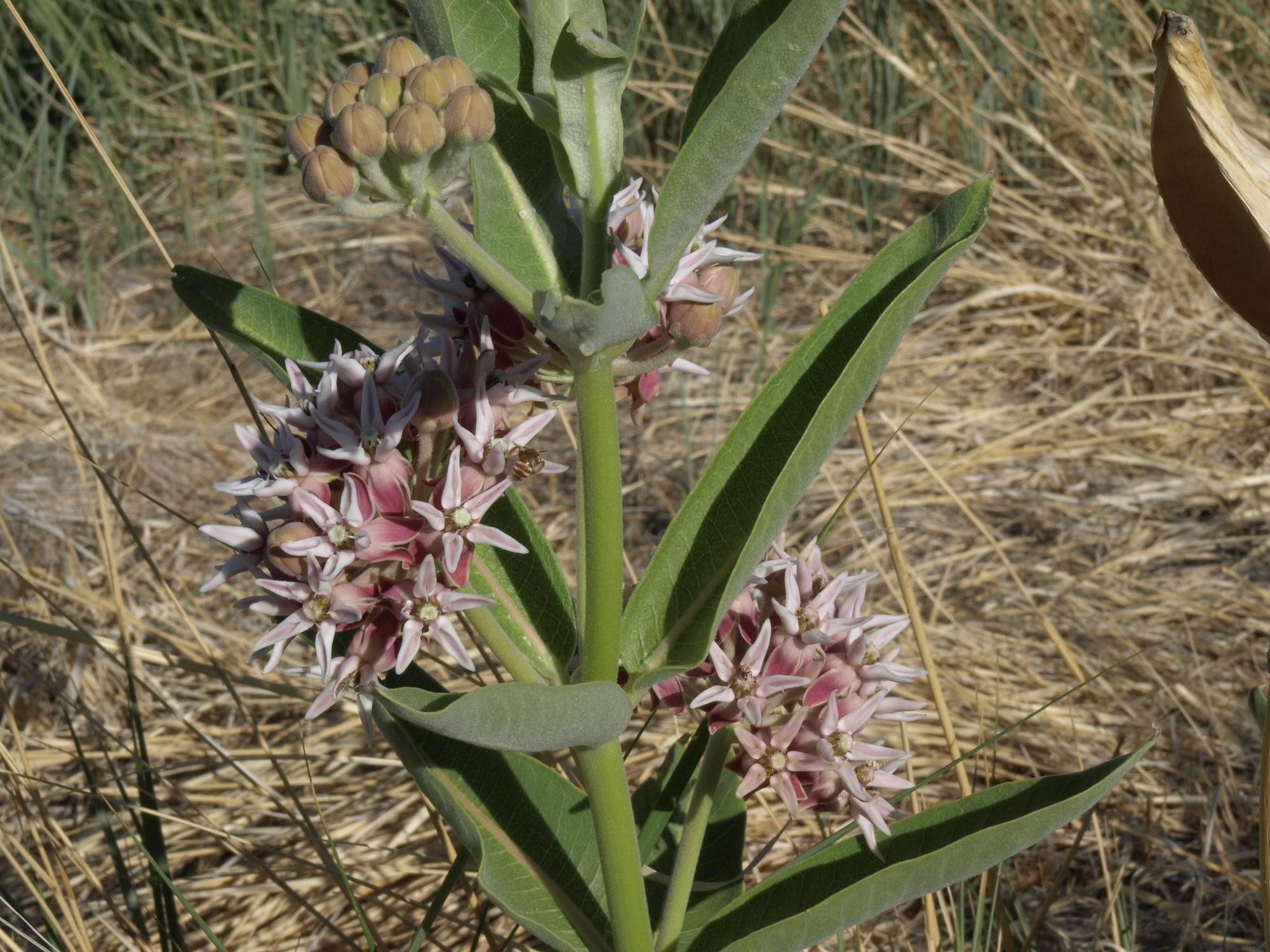Showy milkweed, a plant poisonous to livestock.