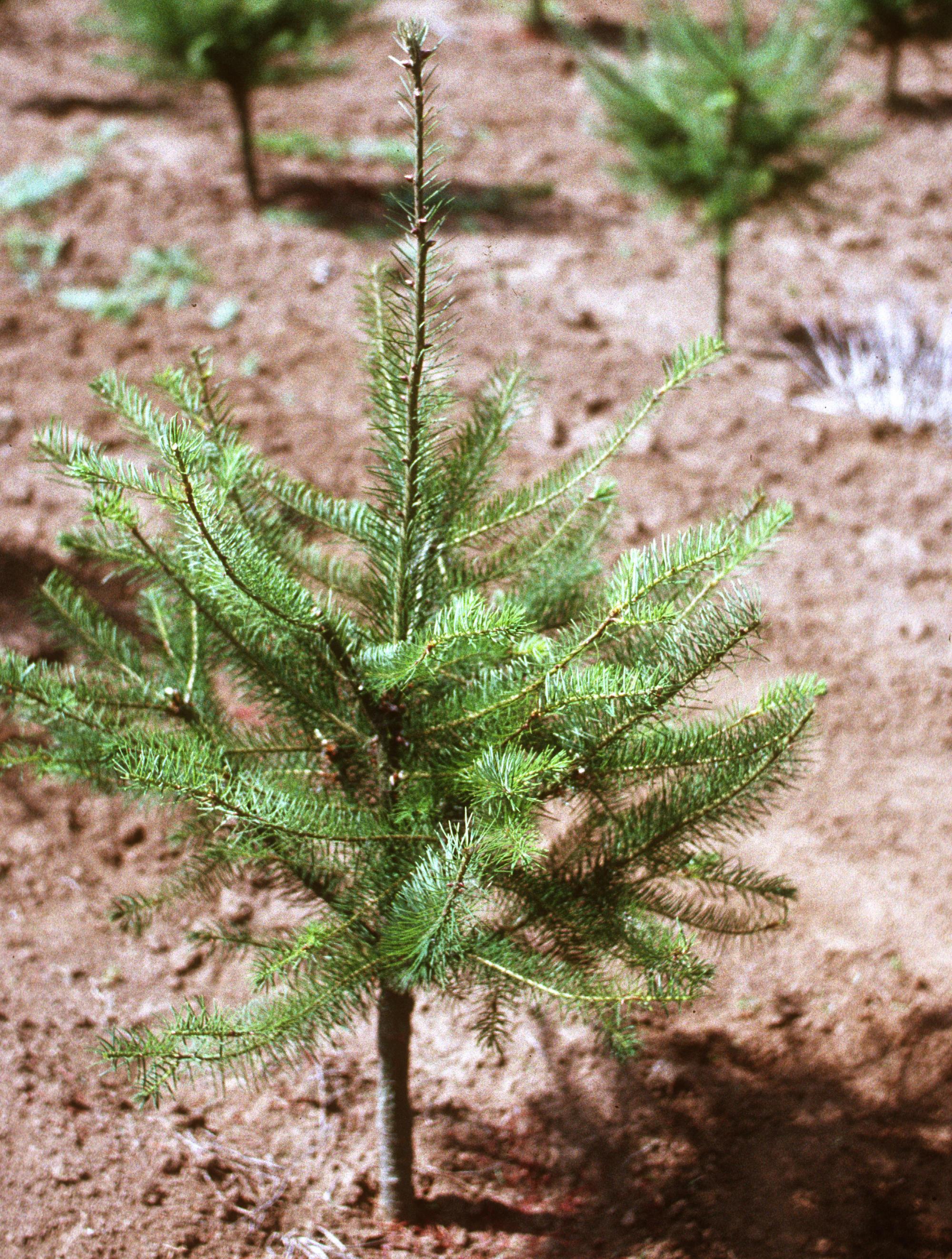 pine tree sapling