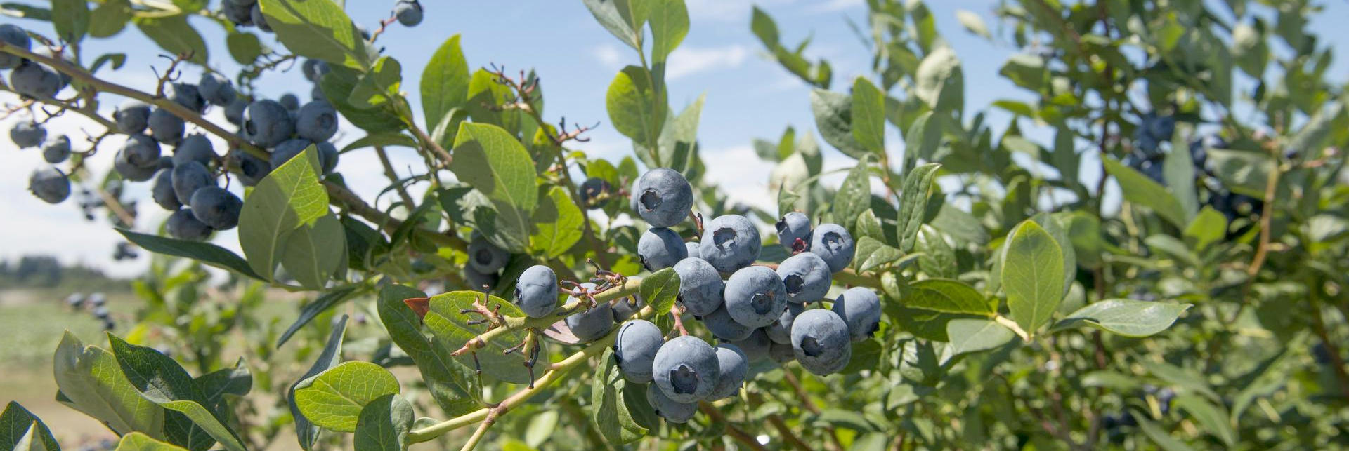 blueberries growing