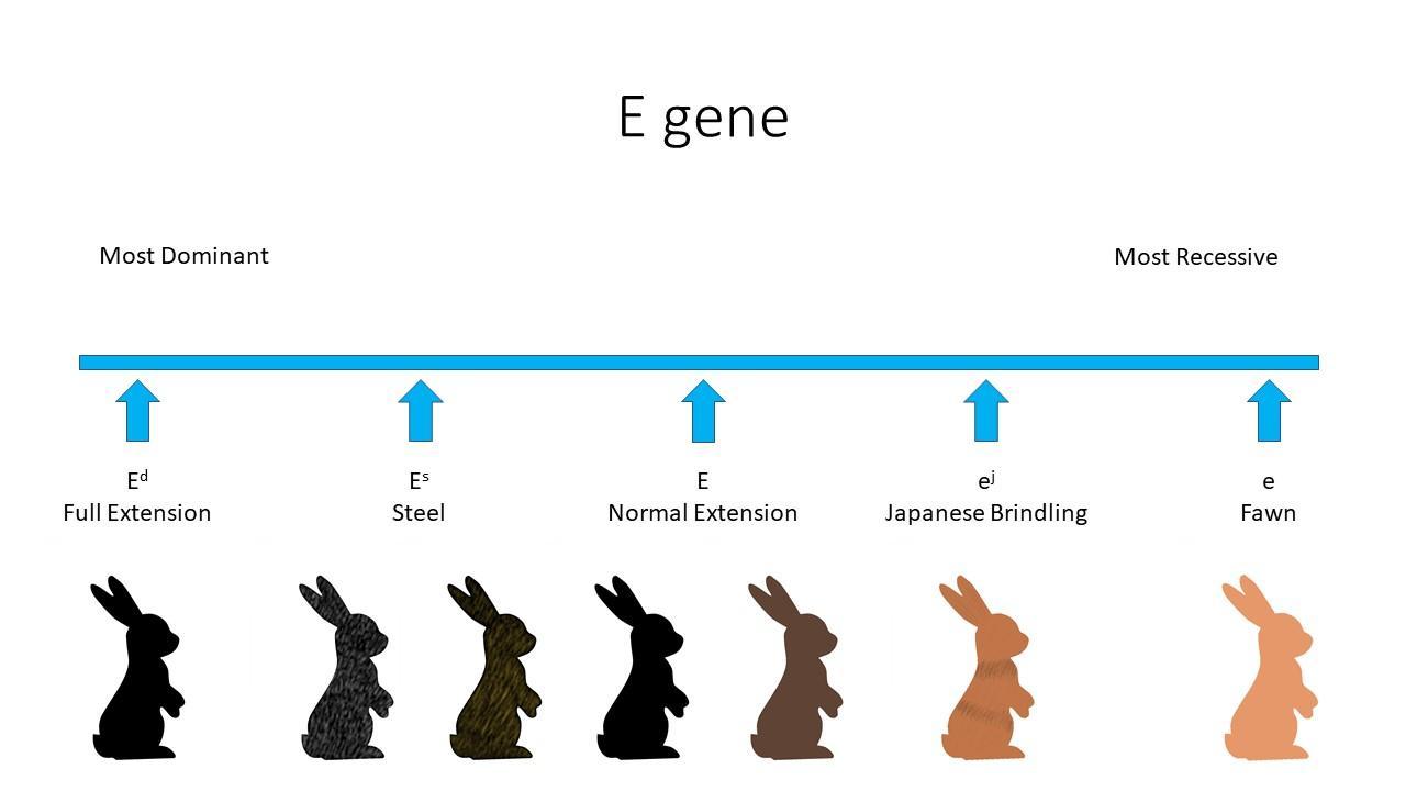 diagram of E gene phenotypes