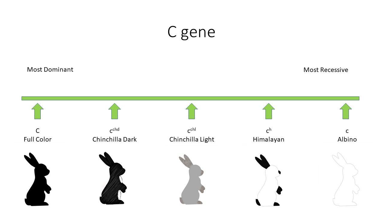 hair color chart genetics