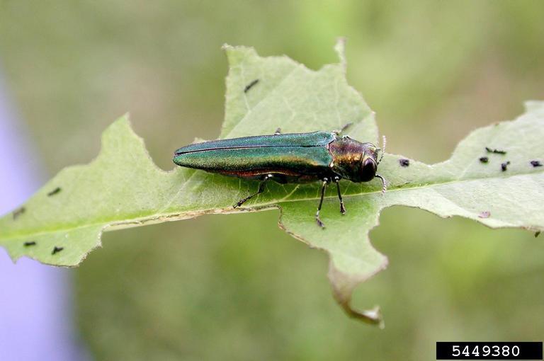 An Emerald Ash Borer beetle on a leaf.