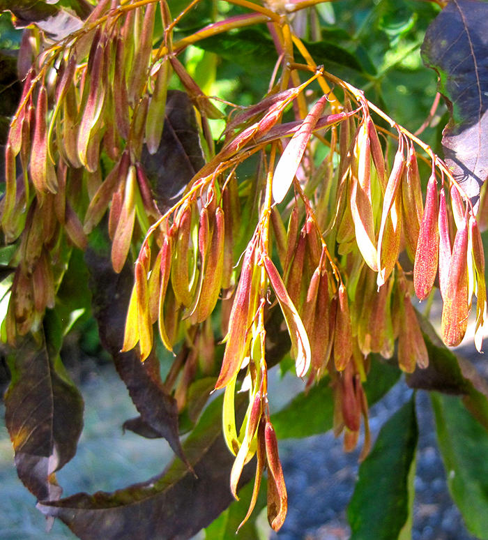Canoe-shaped seeds hanging in clusters