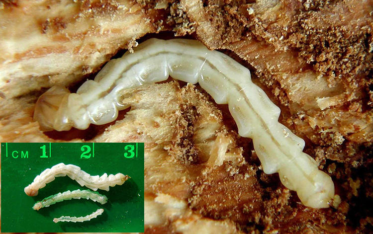 EAB larva, and actual size in bottom left corner
