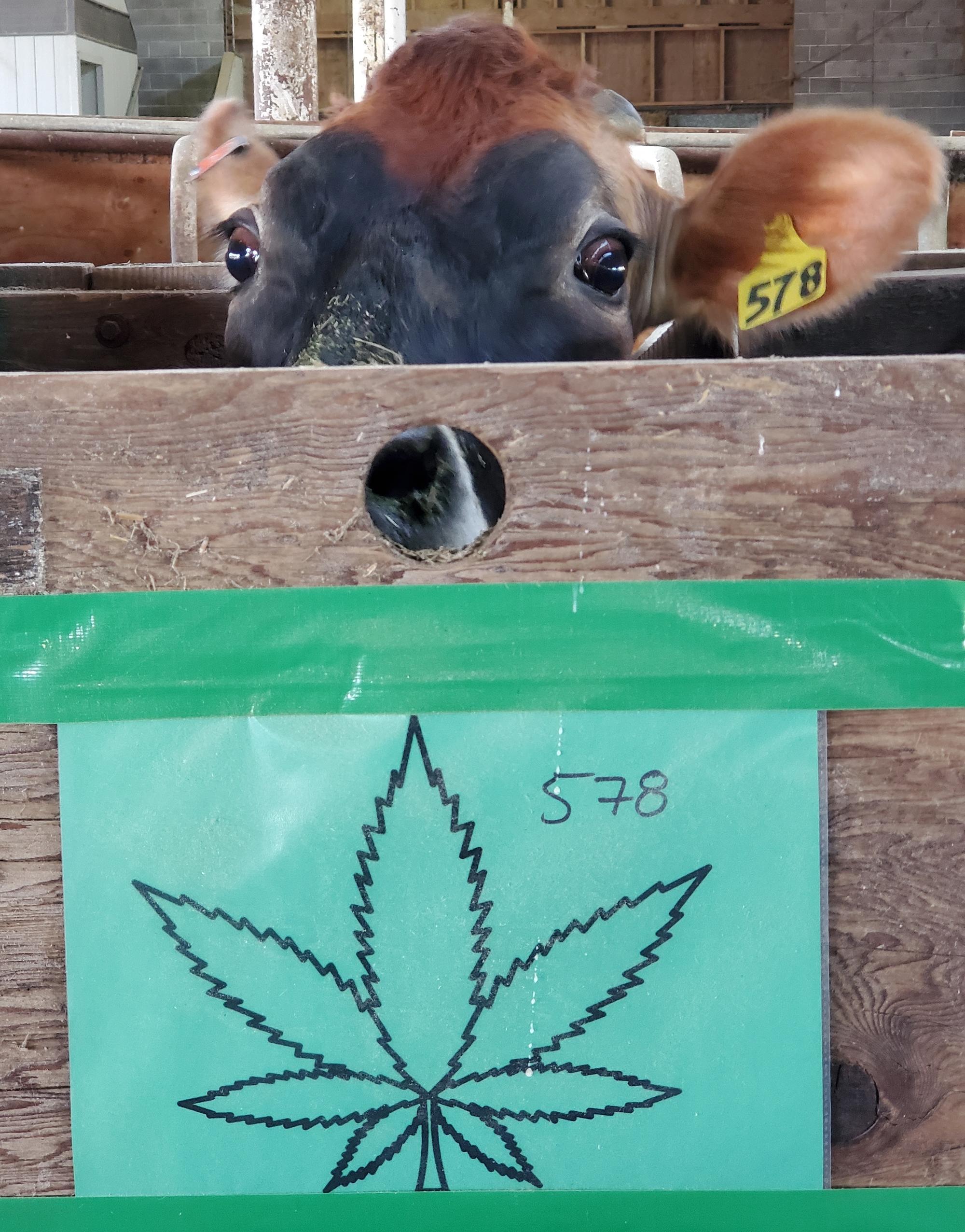 A cow involved in trials of feeding spent hemp biomass to livestock peeks over the wall of a pen identified with a hemp leaf and a number.