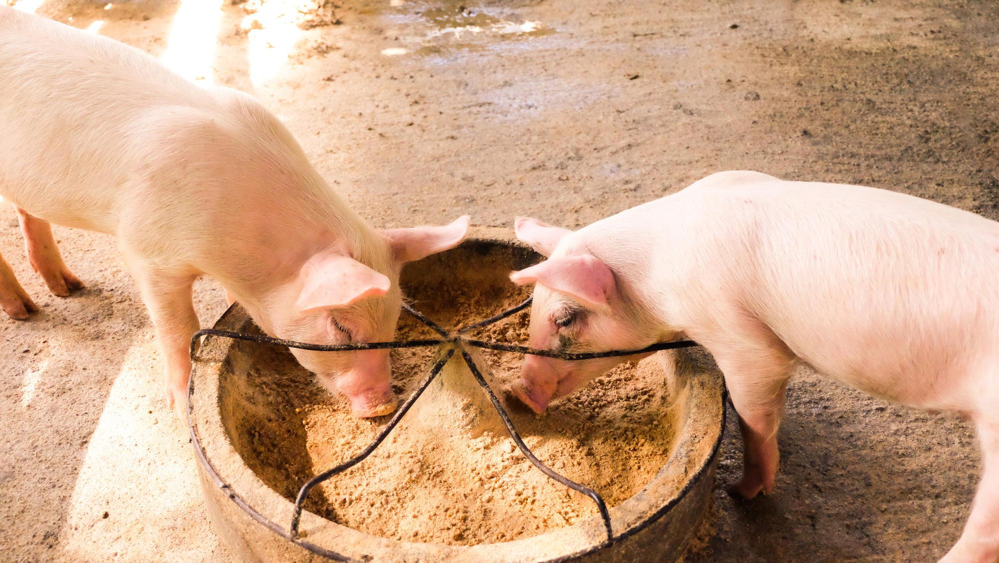 Two pigs eating feed.