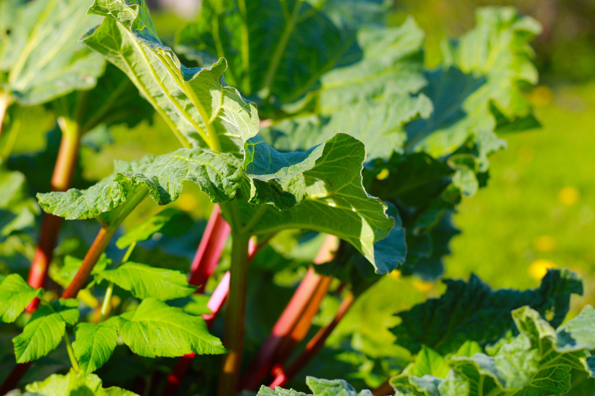 13 of the Best Rhubarb Varieties
