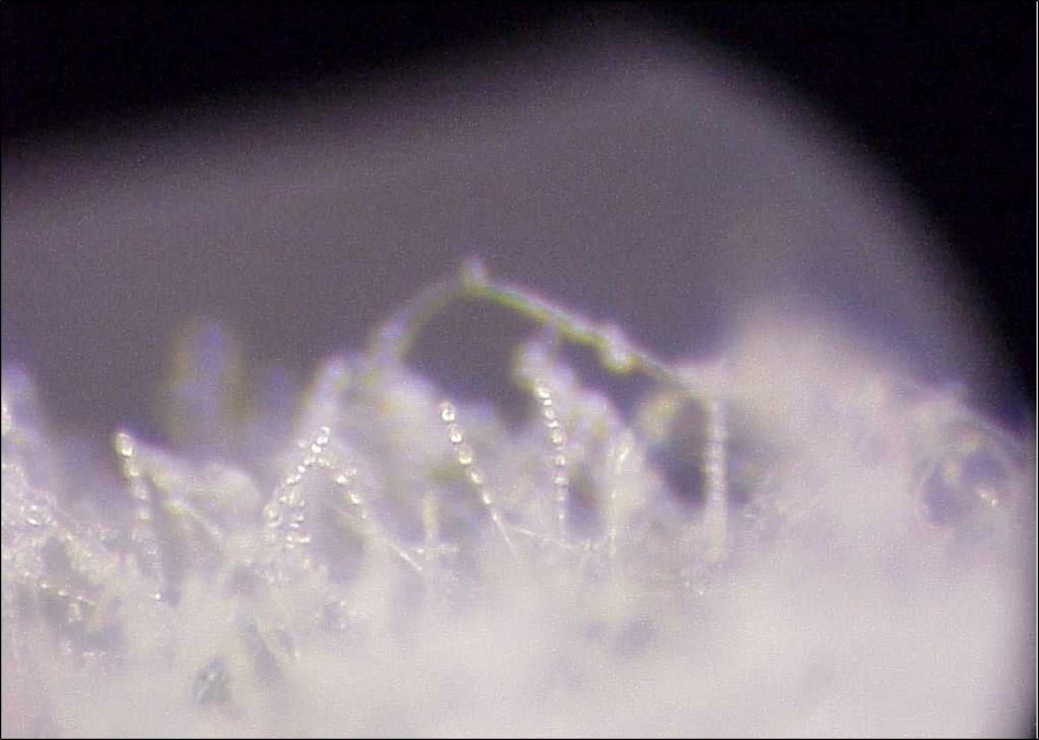 An image captured through a microscope shows the strand-like structures of conidia-produced Podosphaera macularis on a hemp leaf.