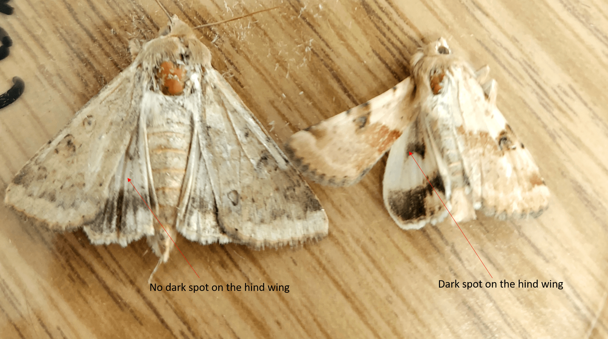Photo shows a corn earworm moth and a false corn earworm moth side by side. A dark spot on the hind wing differentiates the false corn earworm.