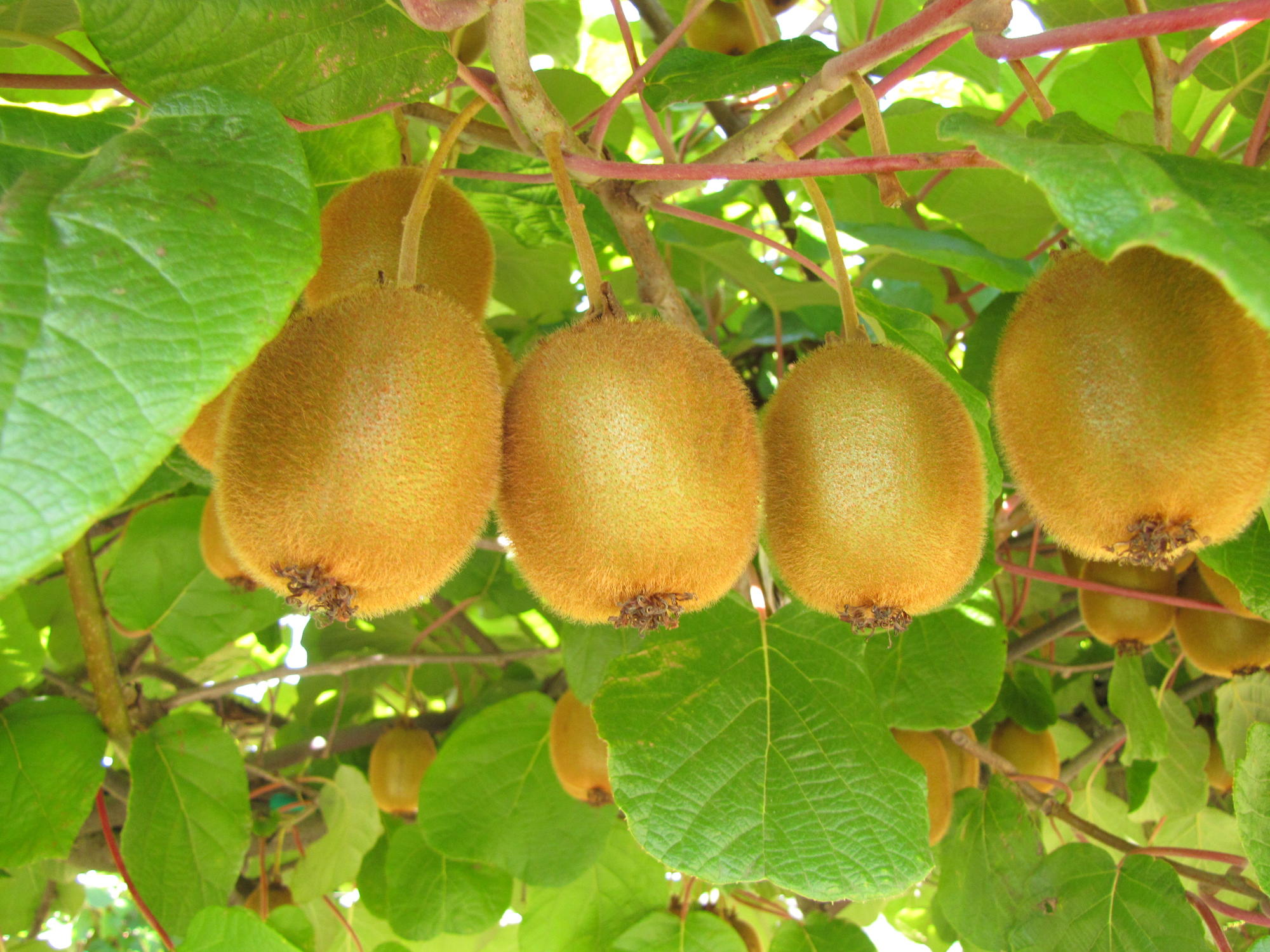 kiwifruit, Health Topics