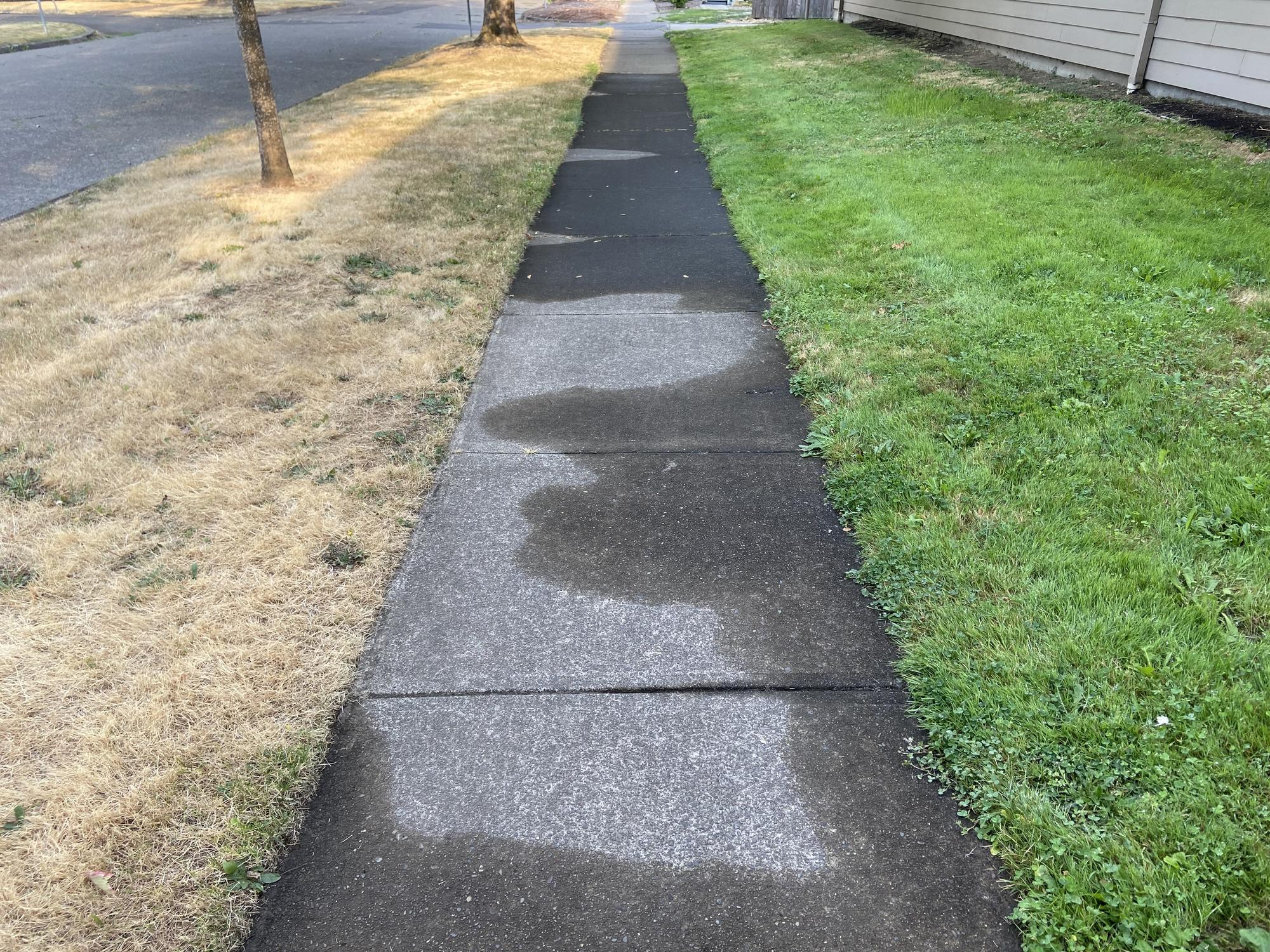 Photo looking down a sidewalk with a dormant brown lawn on the left and an irrigated green lawn on the right.