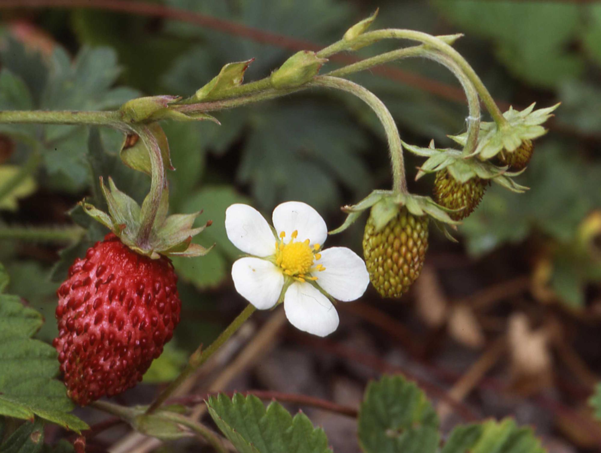 wild strawberry fruit and flower