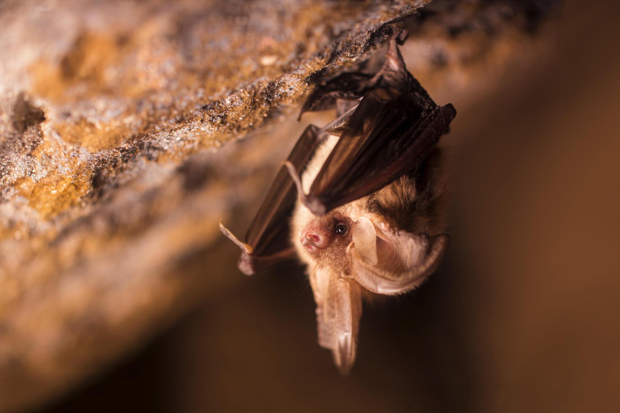 A brown, long-eared bat clinging upside-down to a rocky structure.