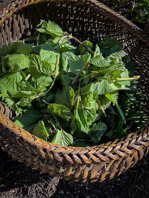 green nettle tips in basket