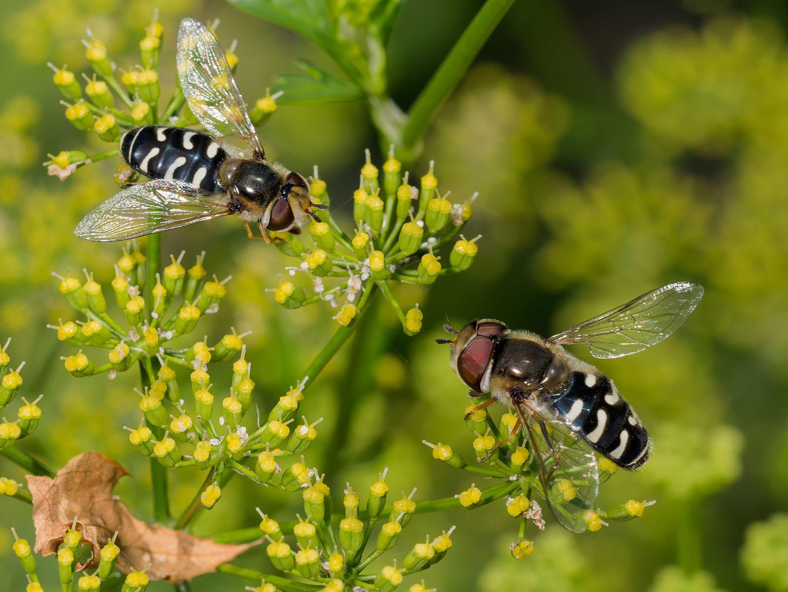 Integrated Pest Management of Nonbiting Flies in Schools