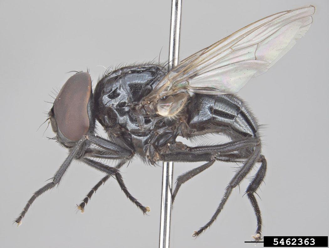 Phorid Flies  NC State Extension Publications