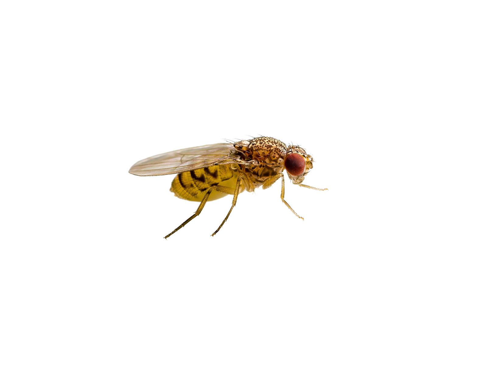 Preventing fruit flies and drain flies - Beaver Pest Control