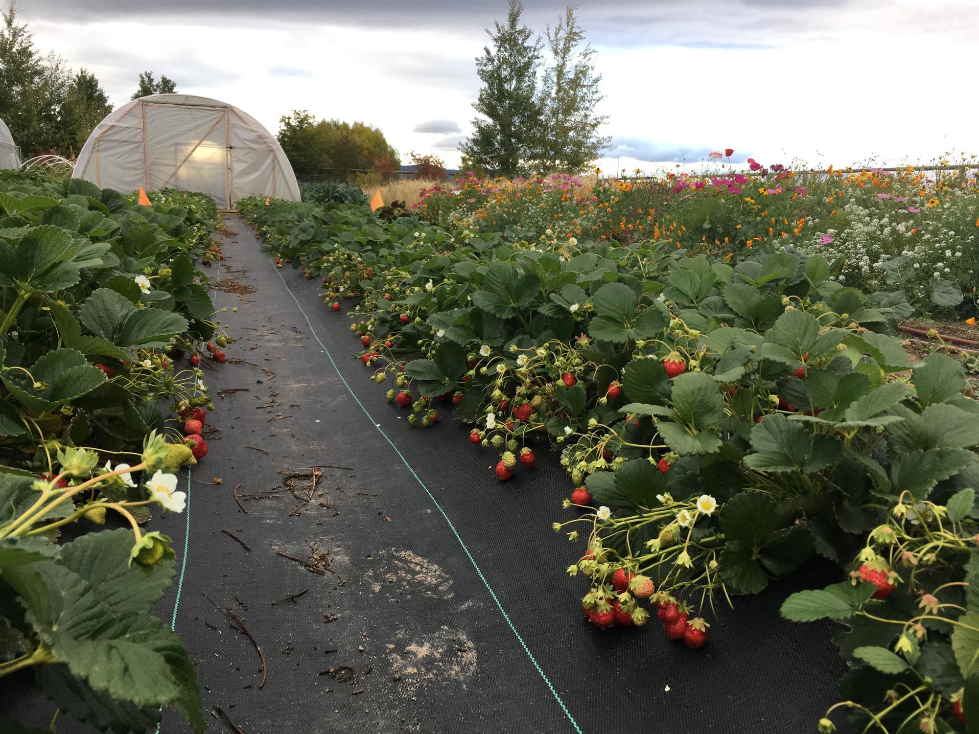 Are Dried Up Strawberry Plants Dead? – Strawberry Plants