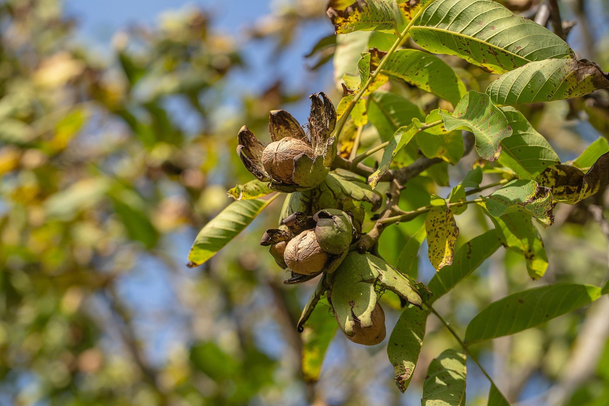 Walnuts on a walnut tree branch with browning foliage.
