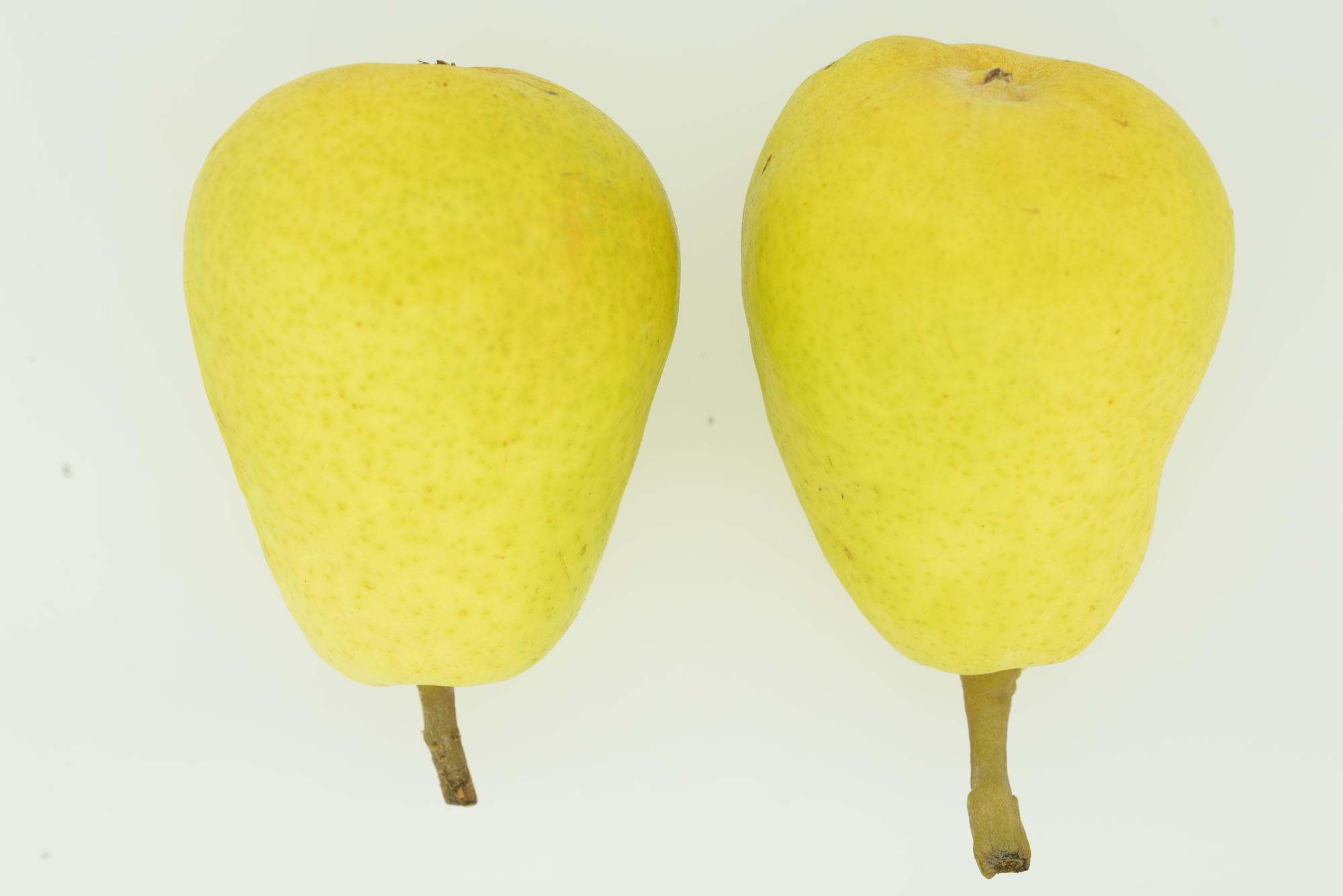 5 Uses for Bartlett Pears – The Groves