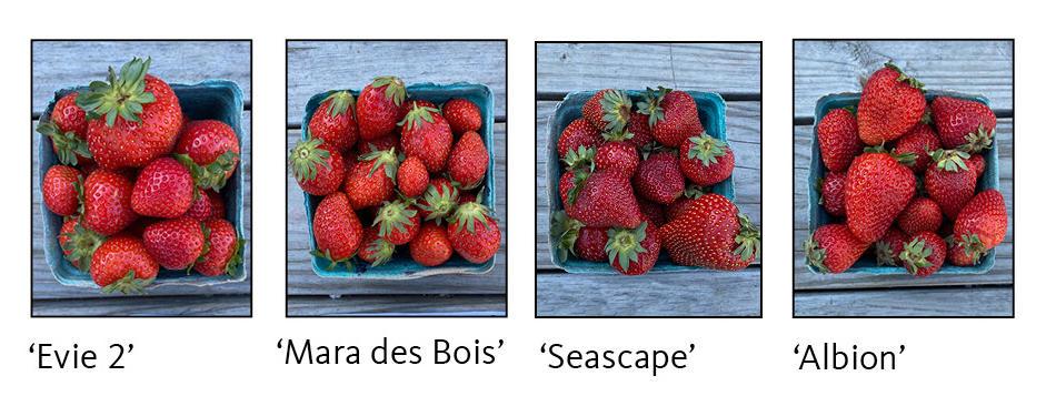 Strawberries and Caneberries - <span style='font-size:0.5em;'>grey mold</span>  - Agriculture and Natural Resources Blogs