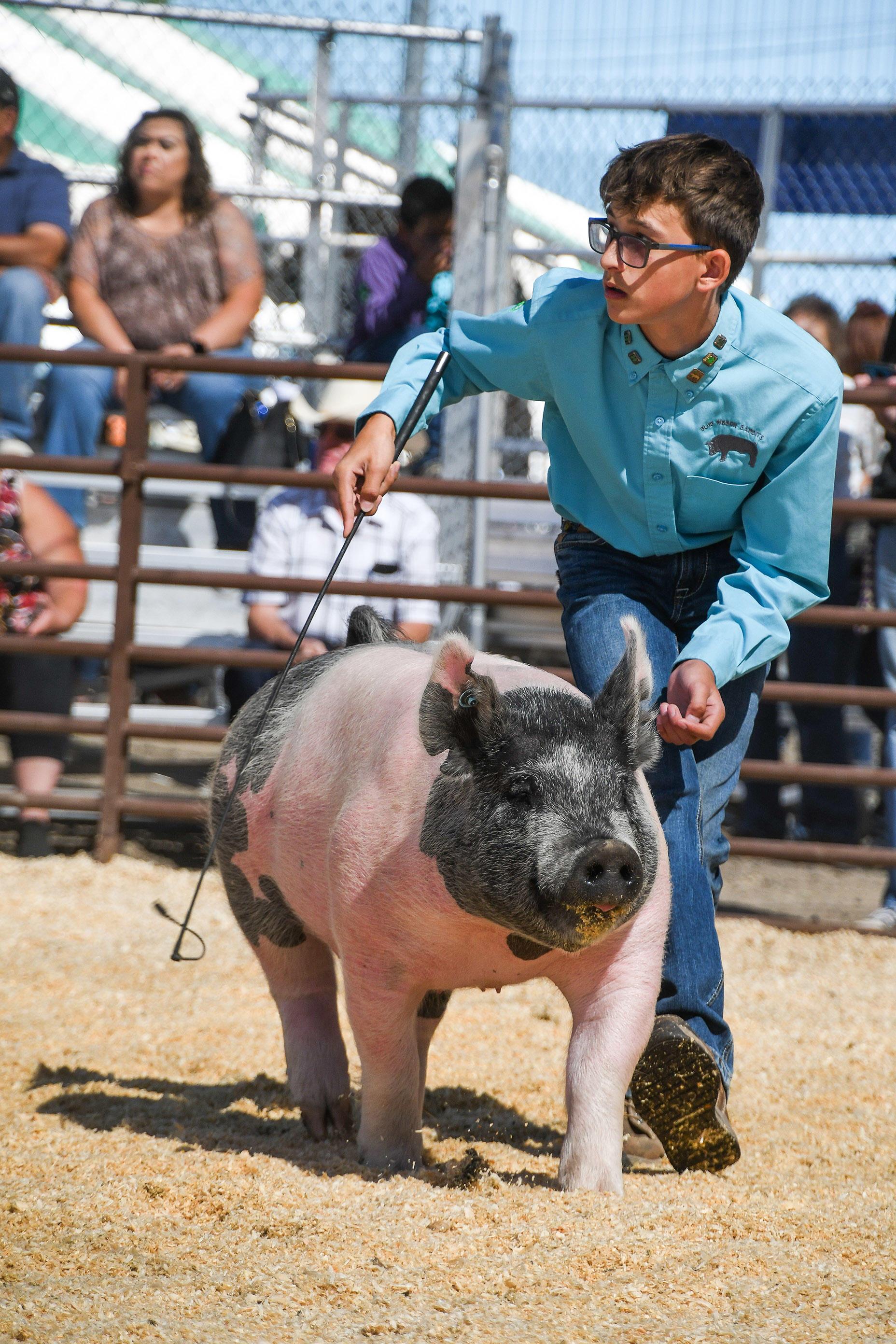4-H youth showing swine in a ring