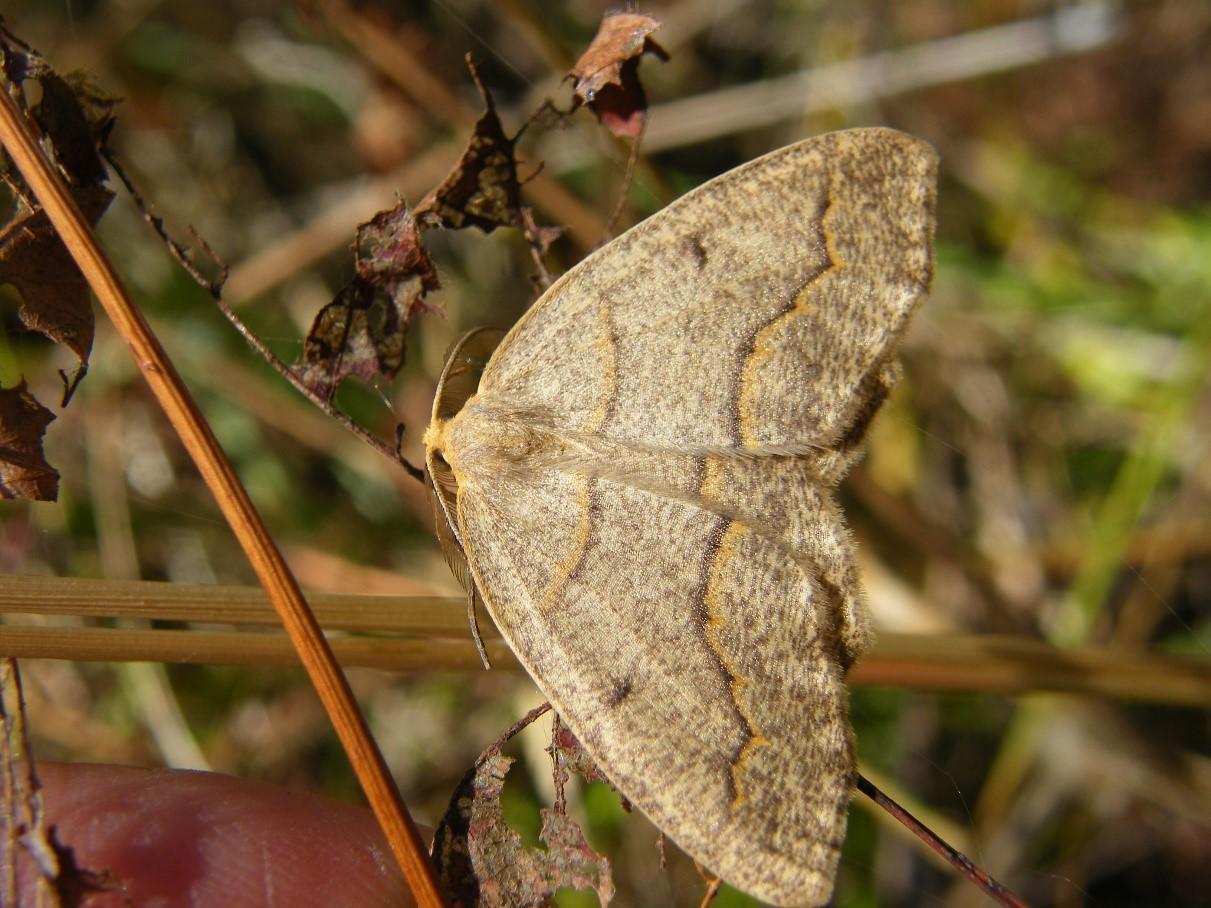 light brown moth