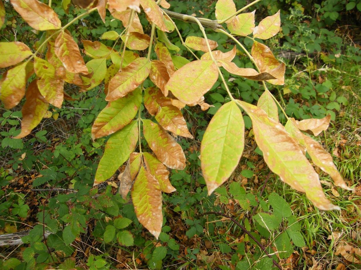 ash tree leaf spots