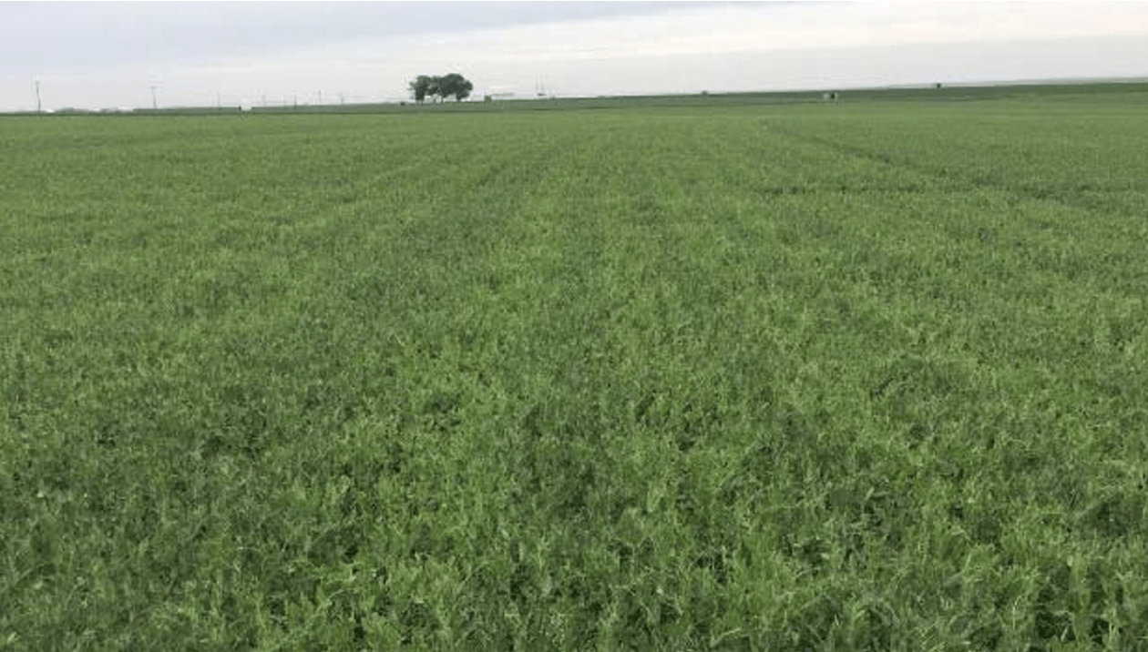 The different green color strip in the peas field is because the spacing between the driplines is too great for this soil and crop. The darker green means the crop is under water stress.