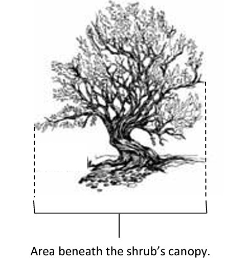 Illustration of the area defined as being underneath a shrub’s canopy.