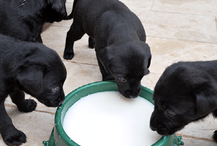 Three puppies drinking milk from a green bowl
