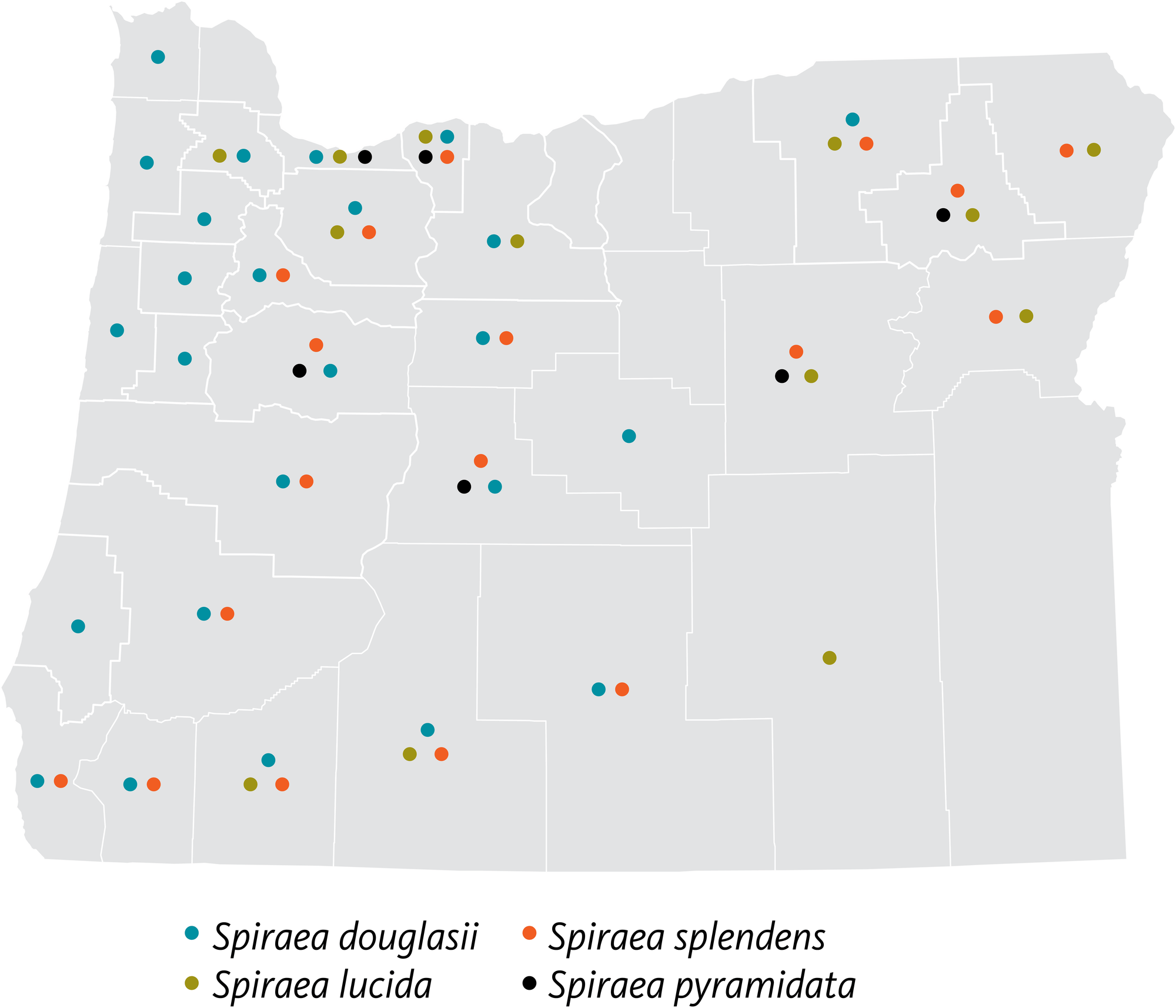 spirea map of Oregon showing four species