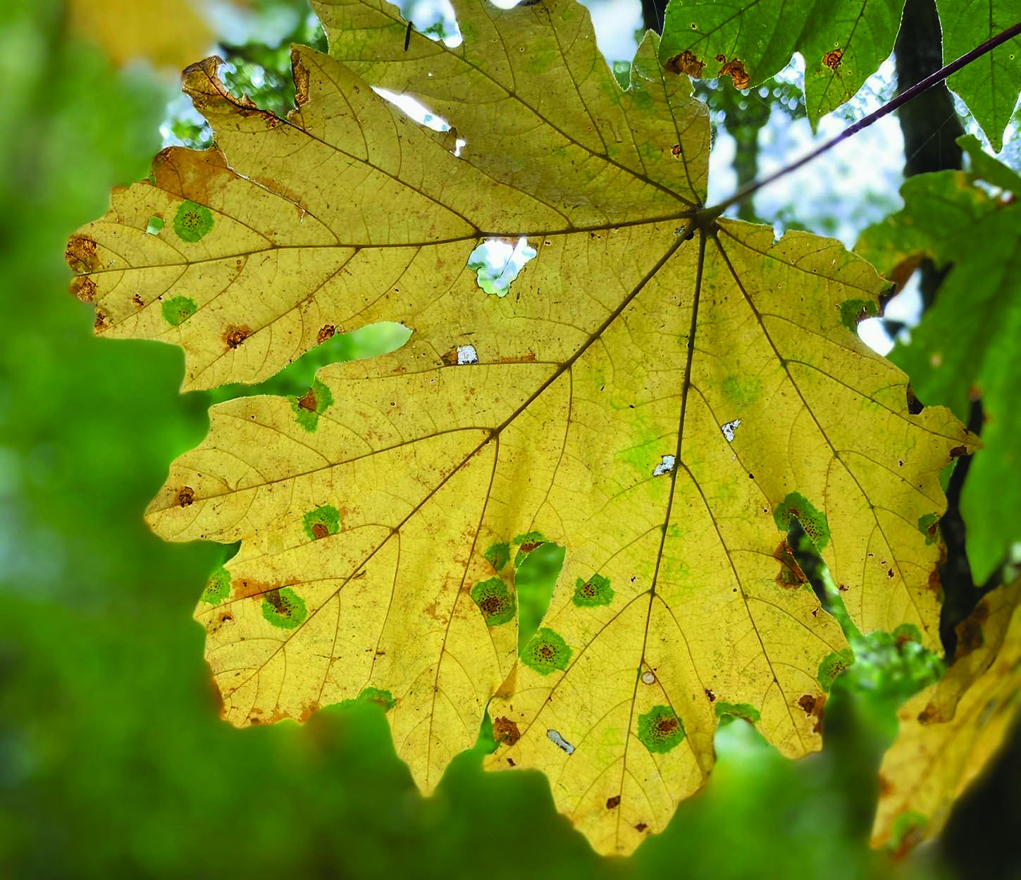 bigleaf maple leaf, yellow, with holes