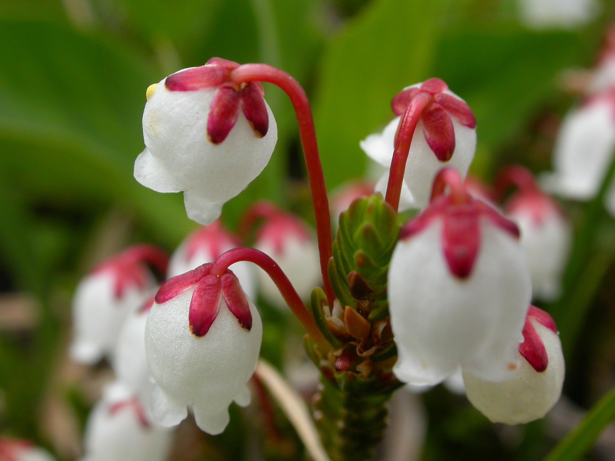 closeup of white bell-shaped flowers