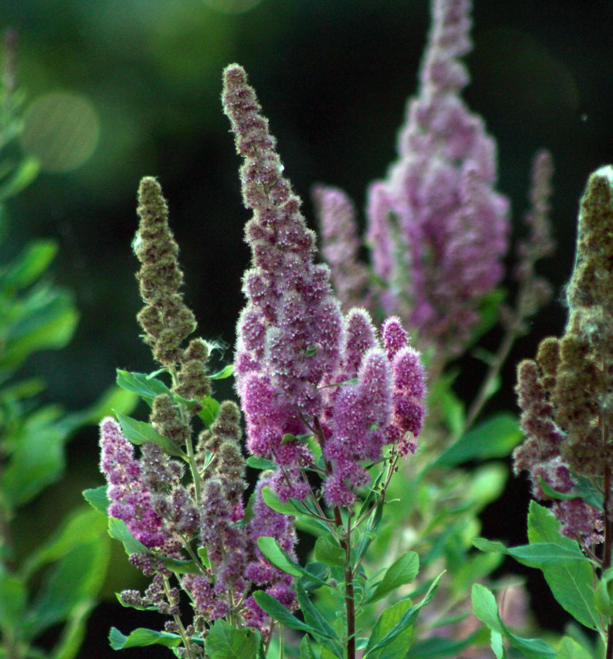 conical plumes of tiny pink flowers on green foliage