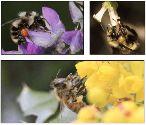 Top left: Bumble bee on purple lupine. Top right: fuzzy bumble bee on white tubular wax currant flower. Bottom: Honey bee on Oregon-grape
