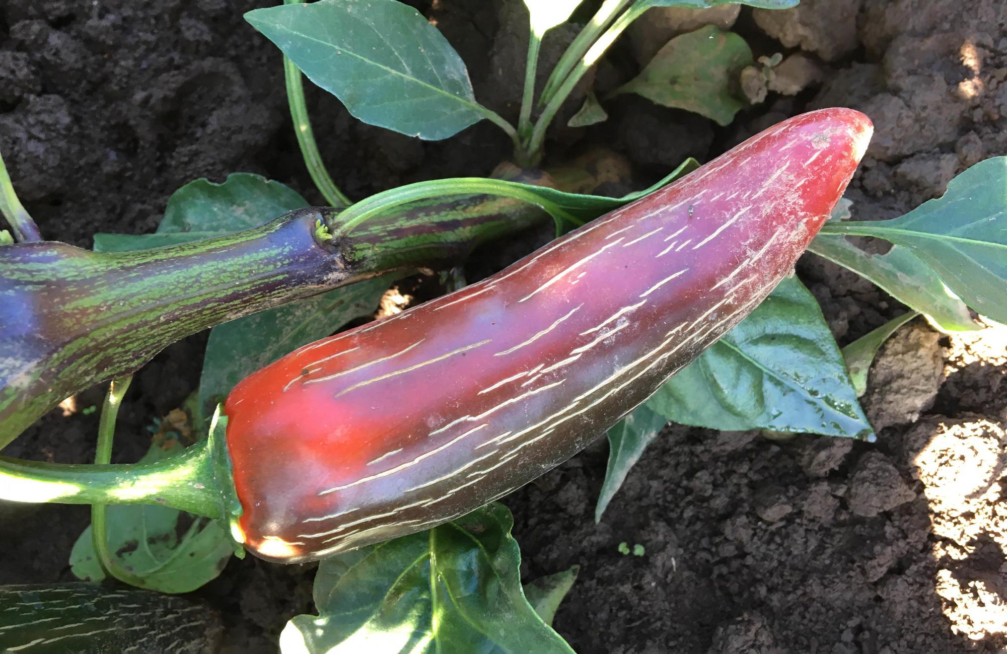 long red pepper with cracks; vine growing in dry soil