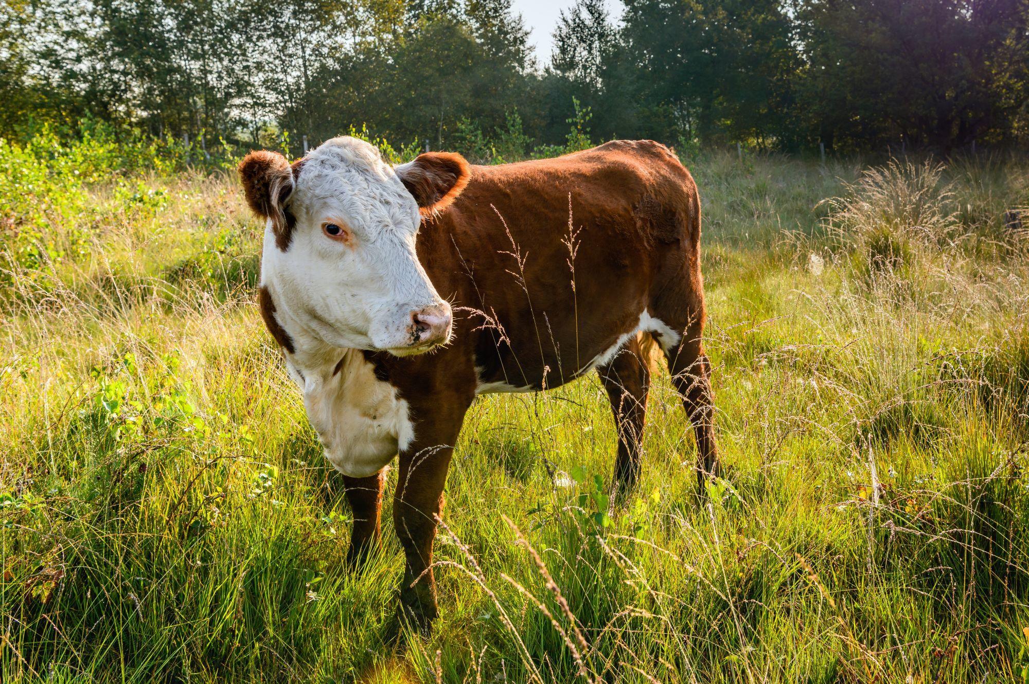 Can one cow contaminate my well water? | OSU Extension Service