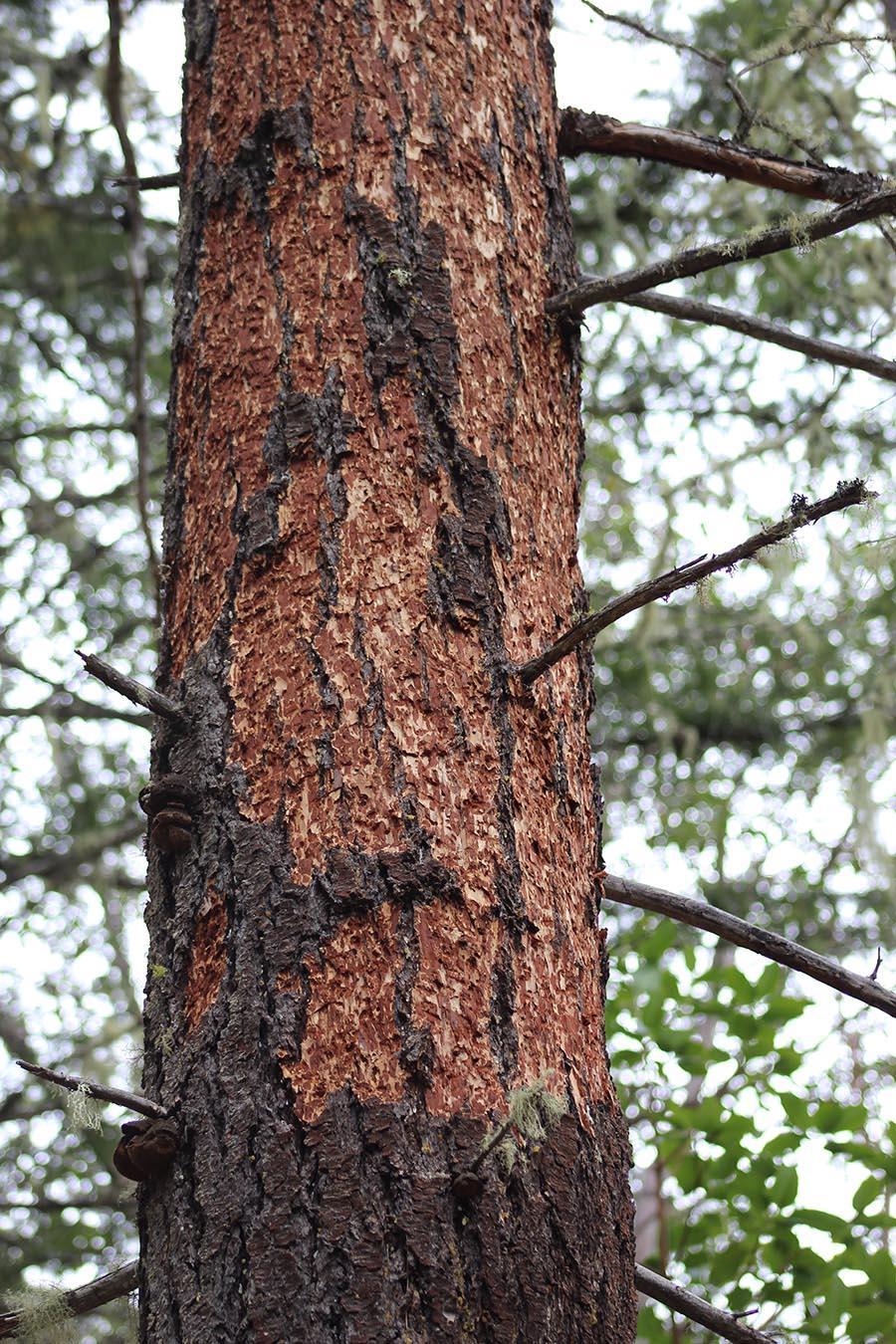 Bark Pine Tree. Image & Photo (Free Trial)