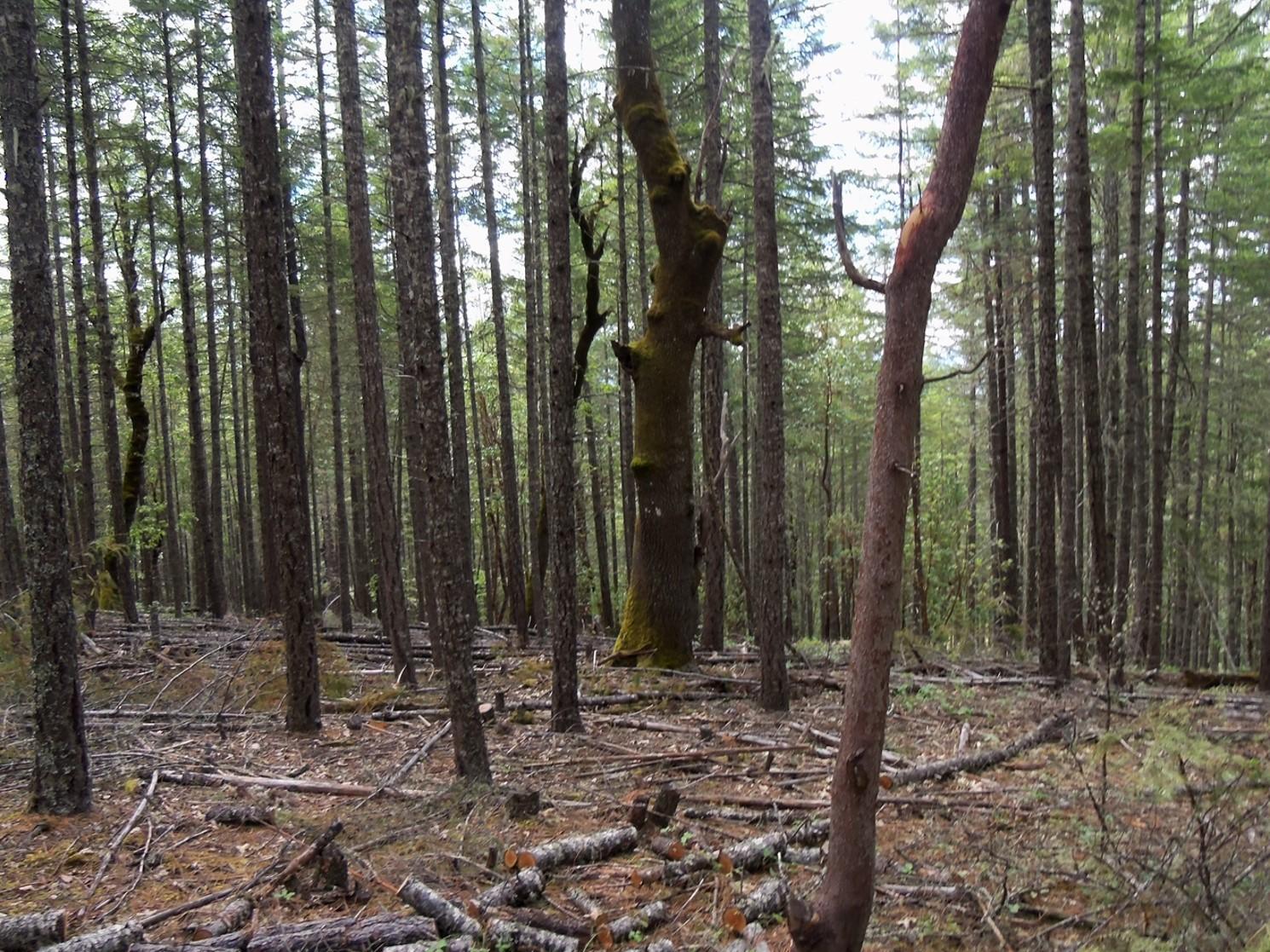 younger Douglas-fir surrounding older black oak tree