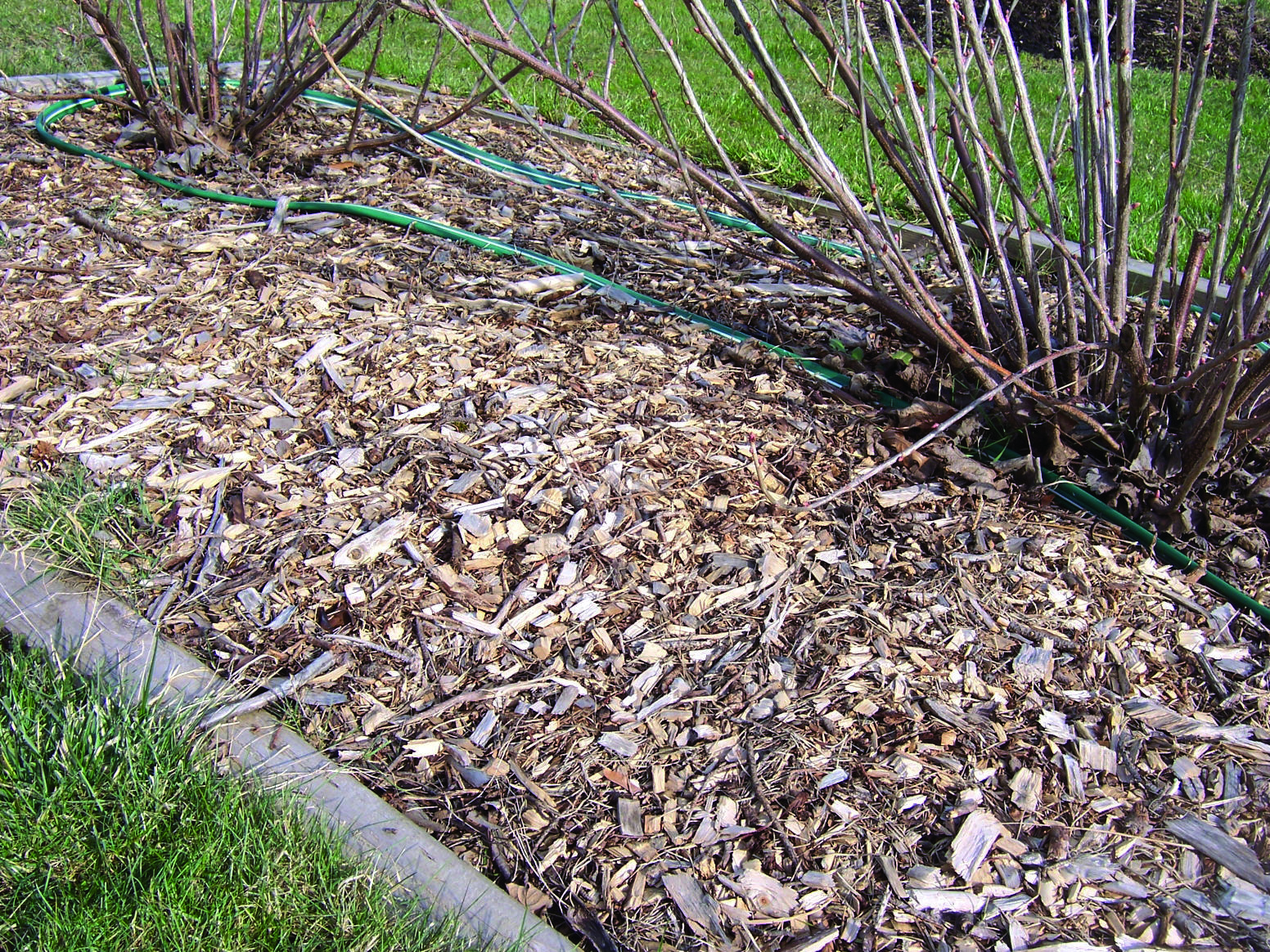 8 Benefits of Using Wood Chip Mulch — Maguire Tree Care