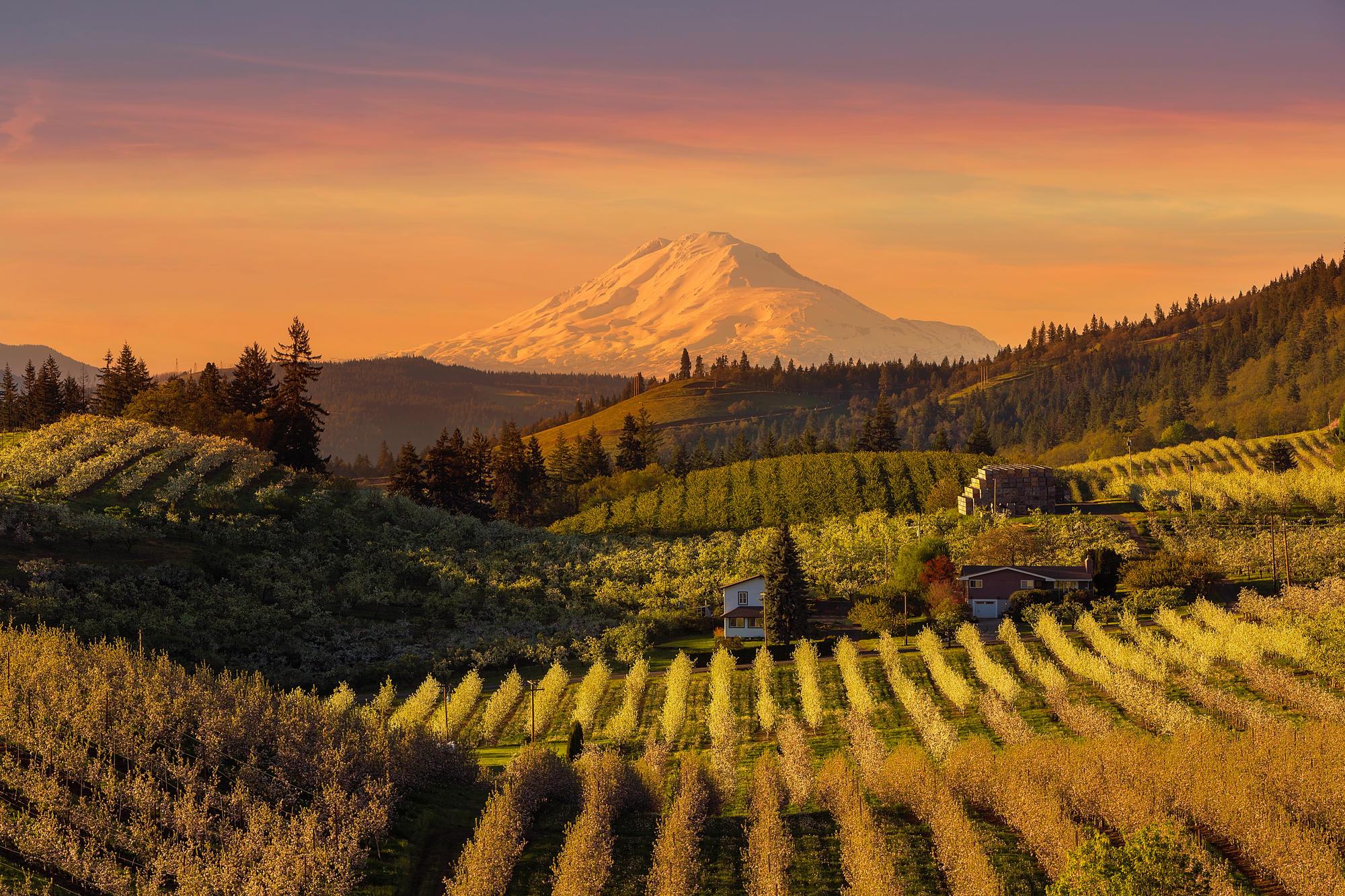 sunset view of Mount Hood with orchards in foreground